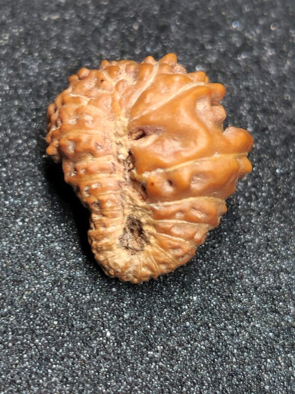 20-Mukhi Rudraksha - Image 2