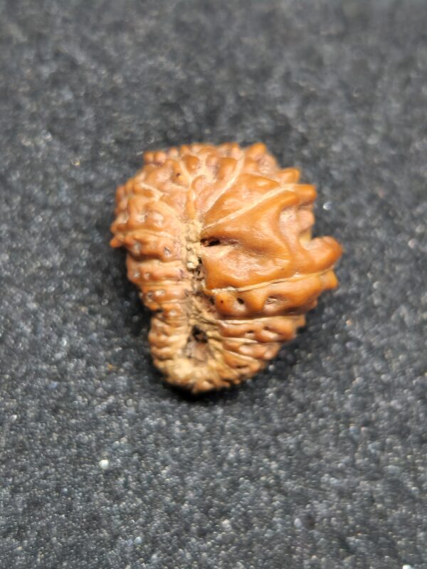 20-Mukhi Rudraksha - Image 4