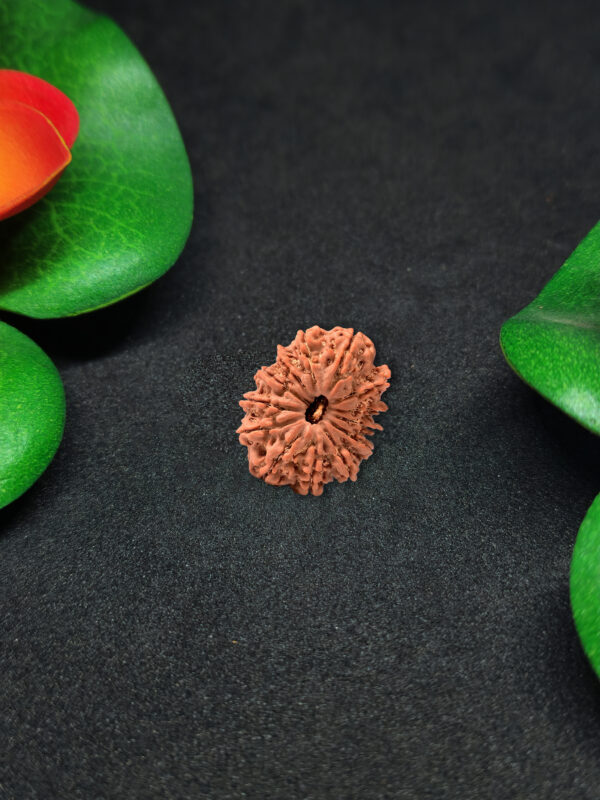 Rudraksha Nepali 13-Mukhi