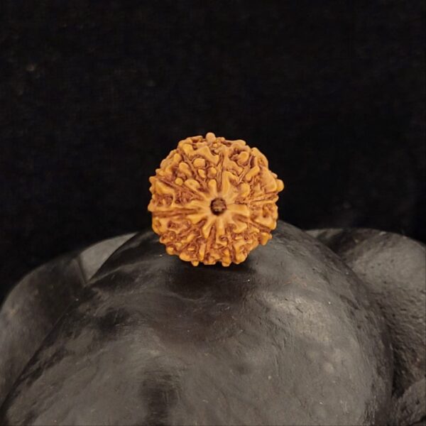 Rudraksha Indo 10-Mukhi