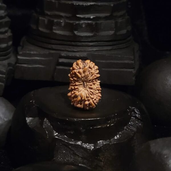 Rudraksha Indo 17-Mukhi