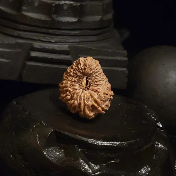 Rudraksha Indo 19-Mukhi