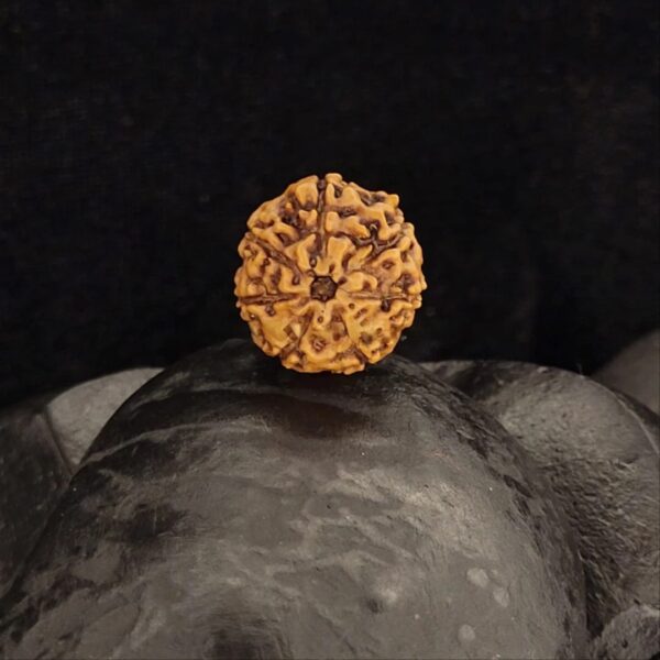 Rudraksha Indo 7-Mukhi