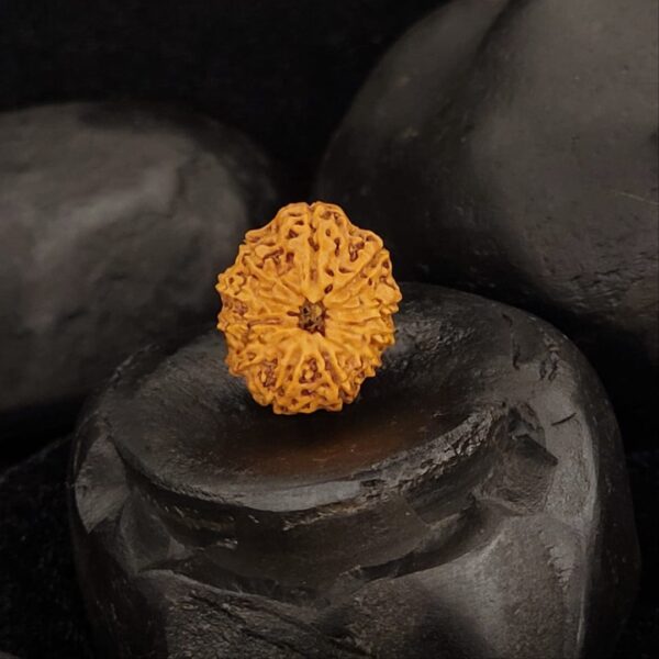 Rudraksha Indo 11-Mukhi