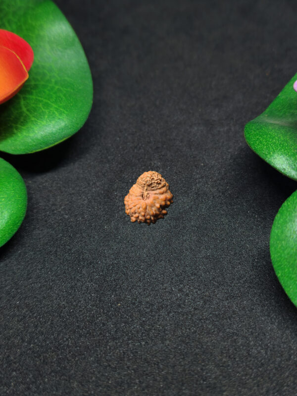 Rudraksha Indo 19-Mukhi