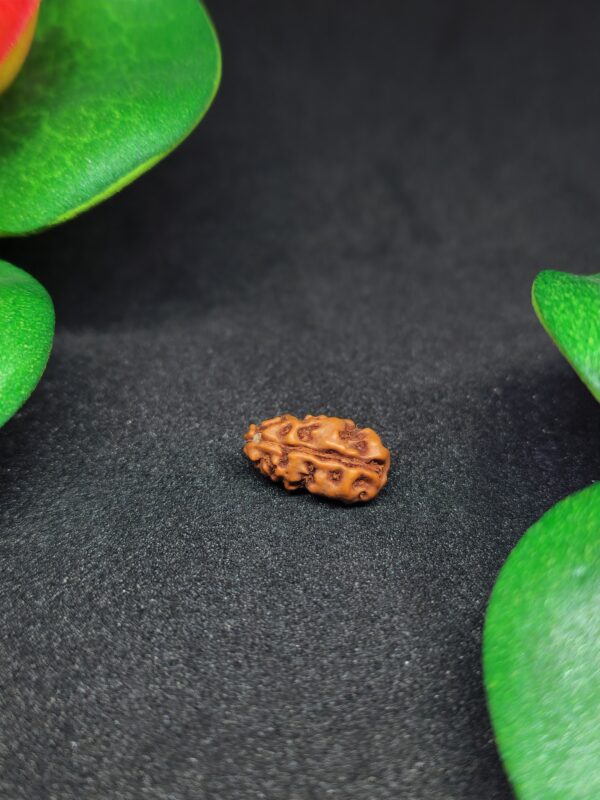 Rudraksha Indo 1-Mukhi - Image 2