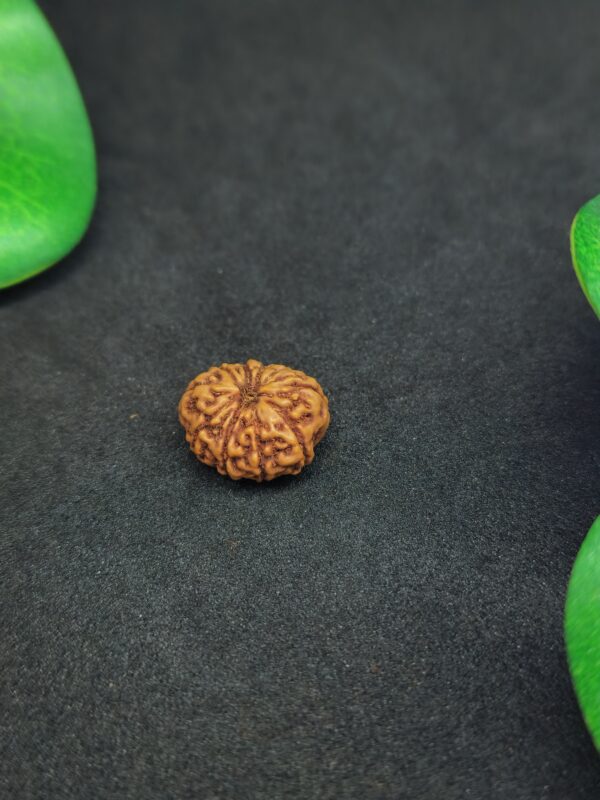 Rudraksha Indo 10-Mukhi