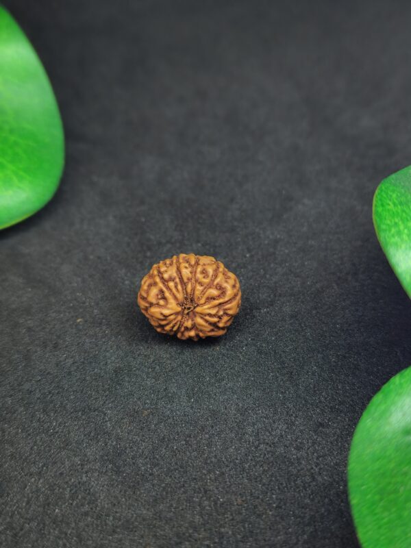 Rudraksha Indo 10-Mukhi - Image 2