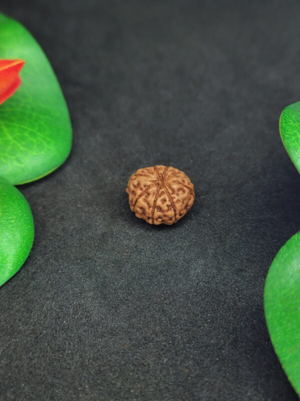 Rudraksha Indo 8-Mukhi