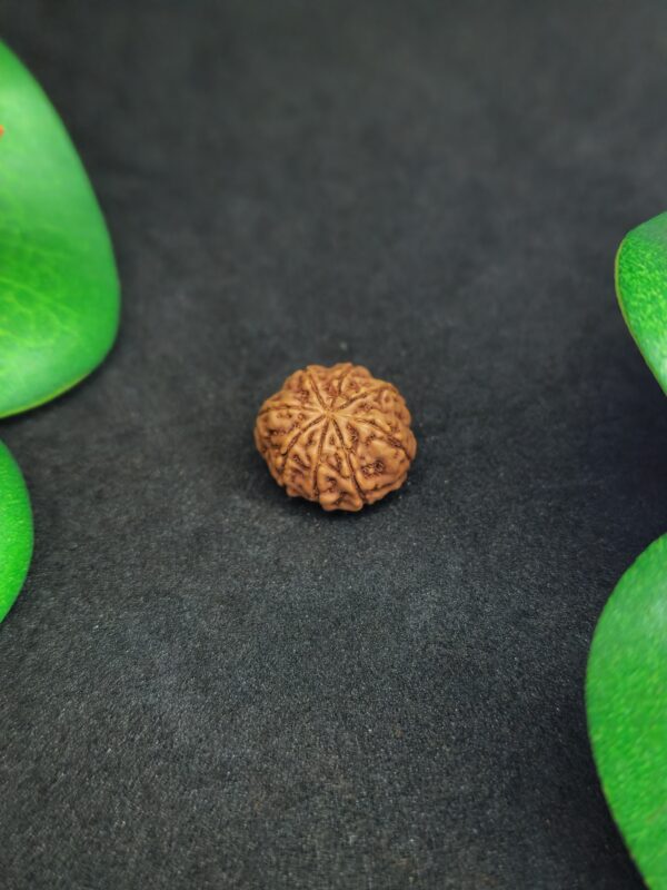 Rudraksha Indo 8-Mukhi - Image 2