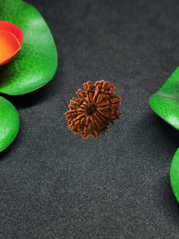 Rudraksha Nepali 14-Mukhi