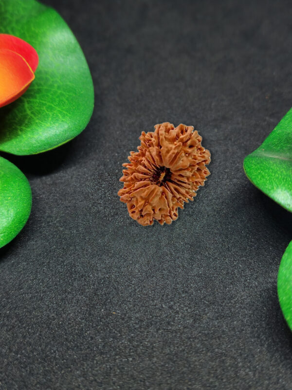 Rudraksha Nepali 16-Mukhi