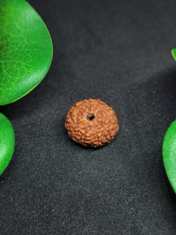 Rudraksha Nepali 10-Mukhi