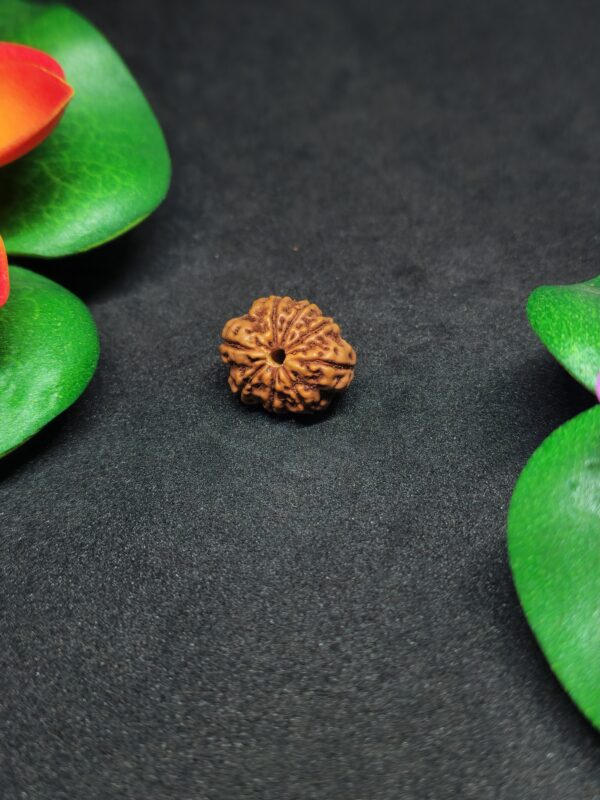 Rudraksha Nepali 11-Mukhi - Image 2