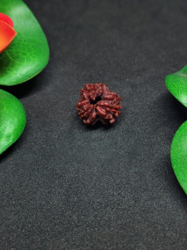 Rudraksha Nepali 3-Mukhi - Image 2