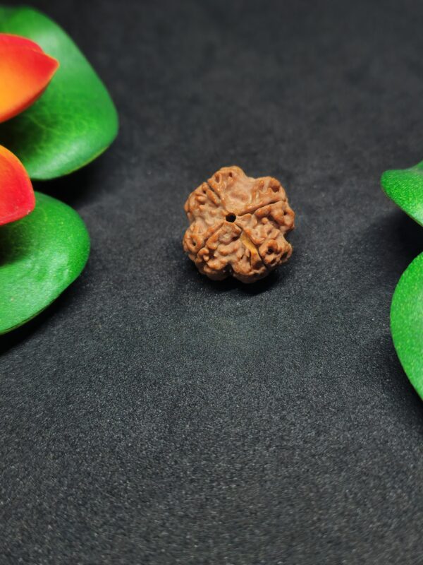 Rudraksha Nepali 4-Mukhi