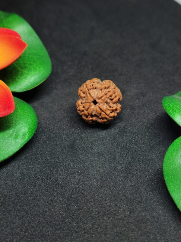 Rudraksha Nepali 4-Mukhi - Image 2