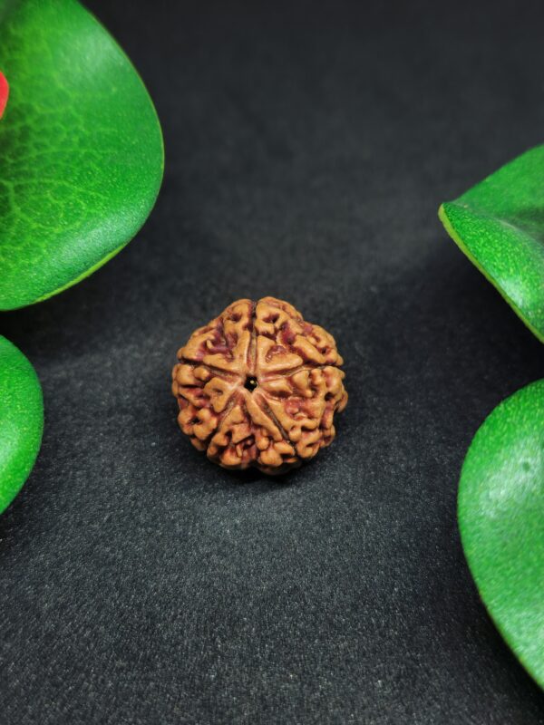 Rudraksha Nepali 5-Mukhi