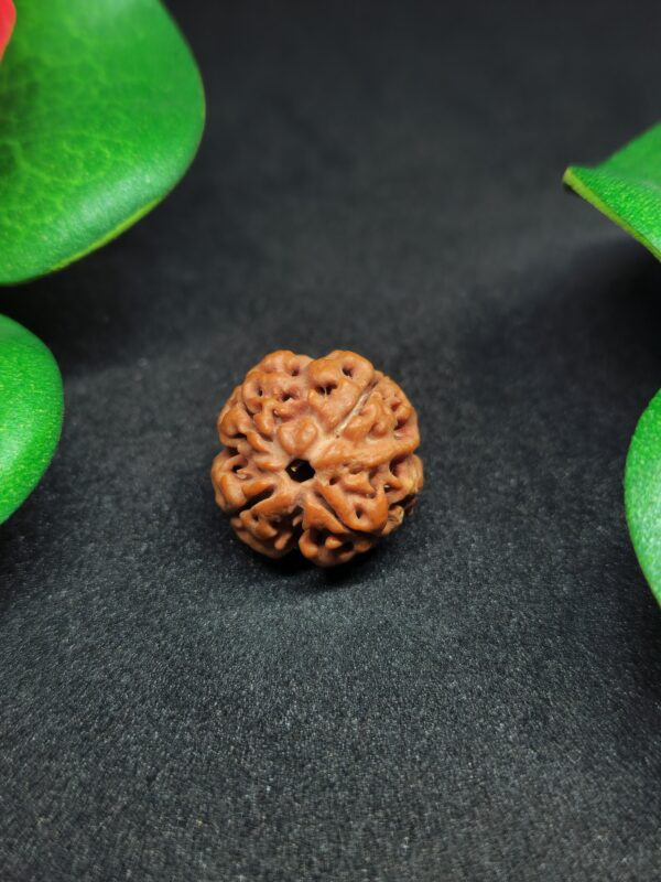 Rudraksha Nepali 5-Mukhi - Image 2