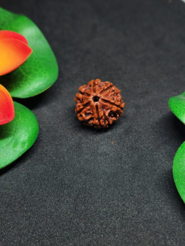 Rudraksha Nepali 6-Mukhi