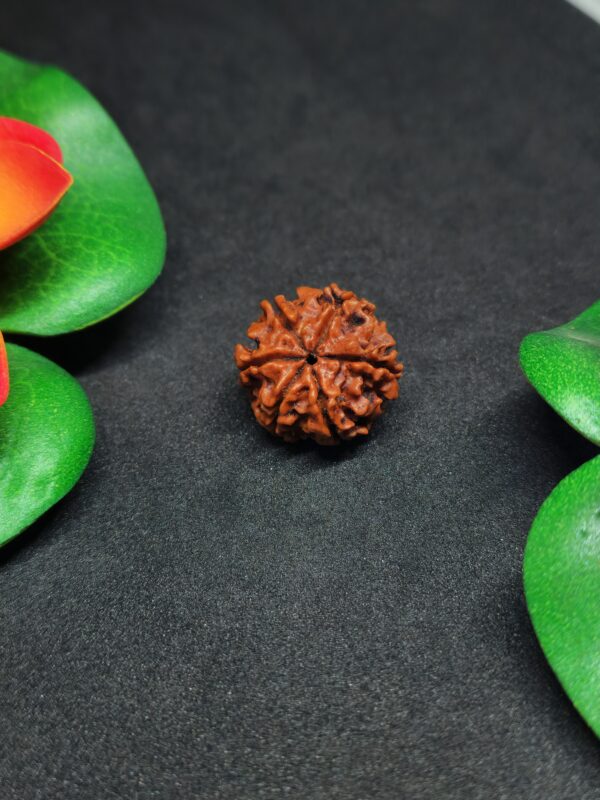 Rudraksha Nepali 6-Mukhi - Image 2