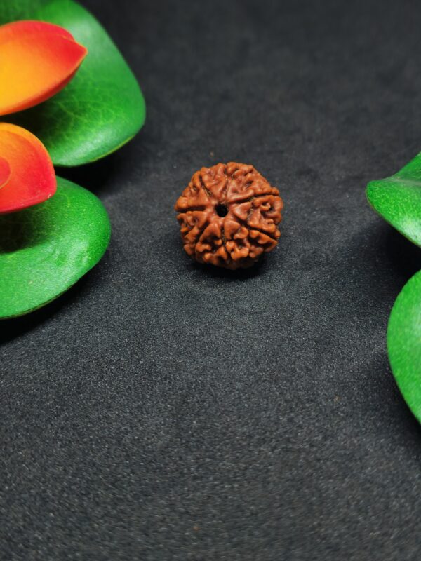 Rudraksha Nepali 7-Mukhi