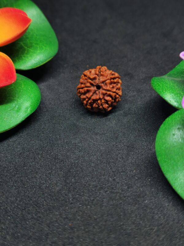 Rudraksha Nepali 7-Mukhi - Image 2