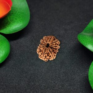 Rudraksha Nepali 12-Mukhi