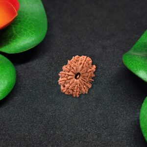 Rudraksha Nepali 13-Mukhi