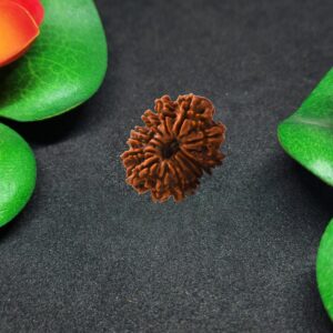 Rudraksha Nepali 14-Mukhi