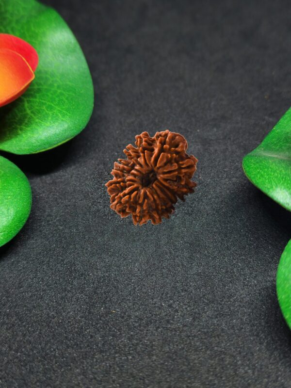 Rudraksha Nepali 14-Mukhi