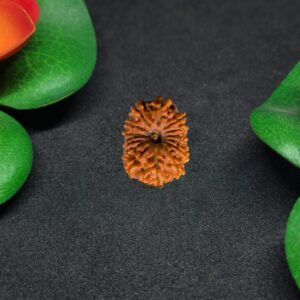 Rudraksha Nepali 15-Mukhi