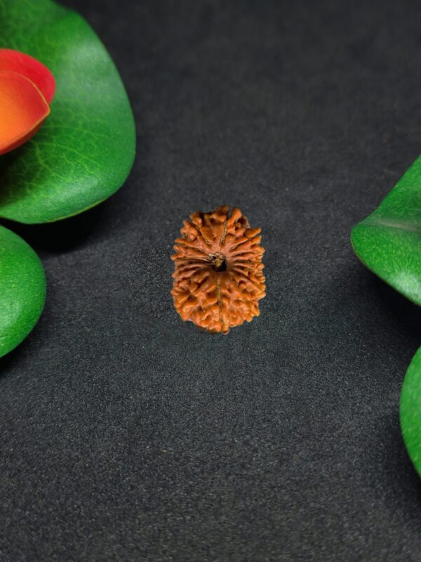 Rudraksha Nepali 15-Mukhi