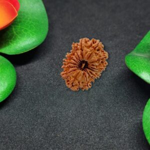 Rudraksha Nepali 16-Mukhi