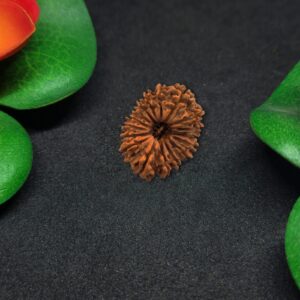 Rudraksha Nepali 17-Mukhi