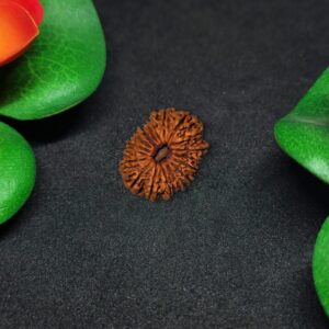 Rudraksha Nepali 18-Mukhi