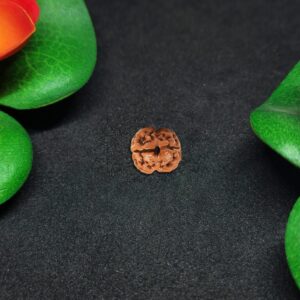 Rudraksha Nepali 2-Mukhi