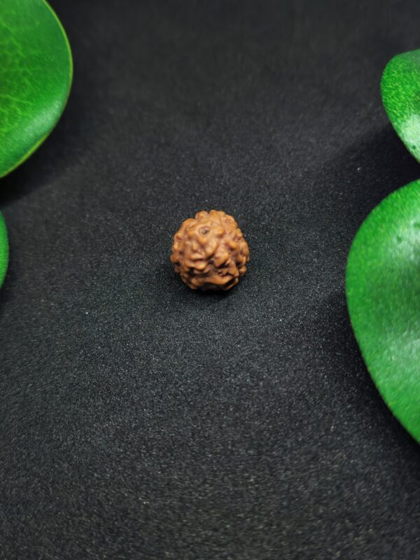 Rudraksha Indo 3-Mukhi - Image 2