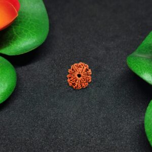 Rudraksha Nepali 9-Mukhi