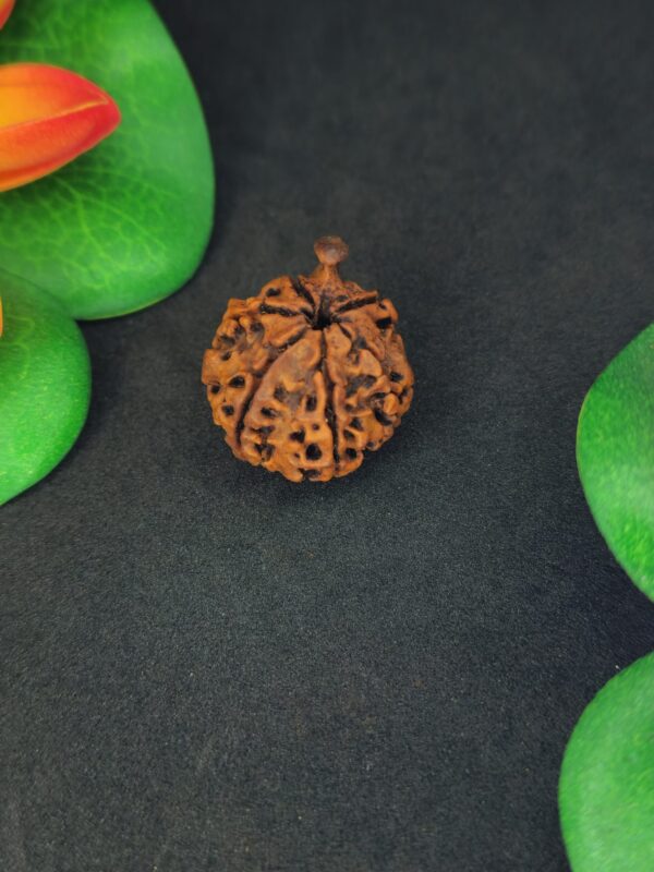 Ganesh Rudraksha