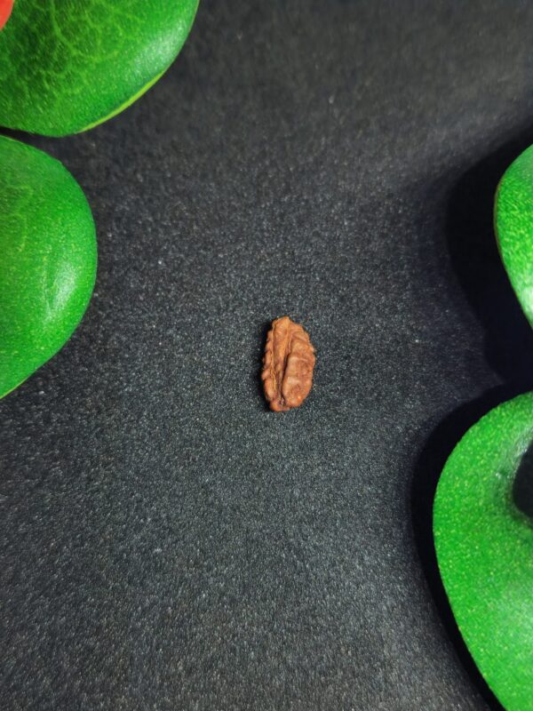 Rudraksha Indo 2-Mukhi - Image 2