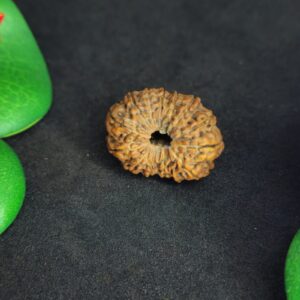 Rudraksha Indo 14-Mukhi