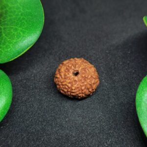 Rudraksha Nepali 10-Mukhi