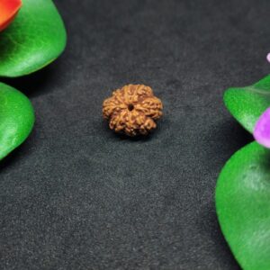 Rudraksha Nepali 11-Mukhi