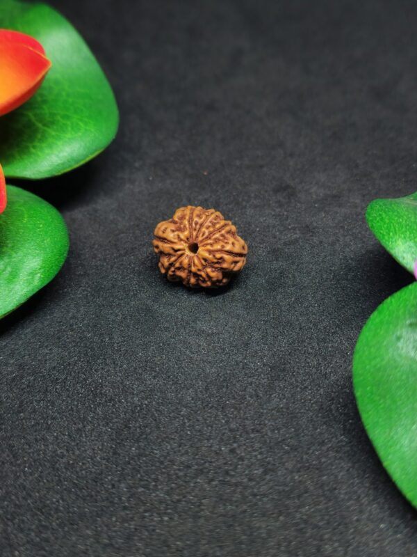 Rudraksha Nepali 11-Mukhi - Image 2