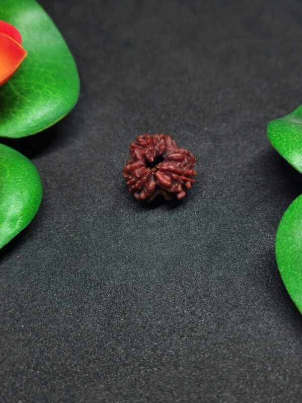 Rudraksha Nepali 3-Mukhi - Image 2