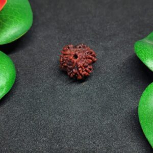 Rudraksha Nepali 3-Mukhi