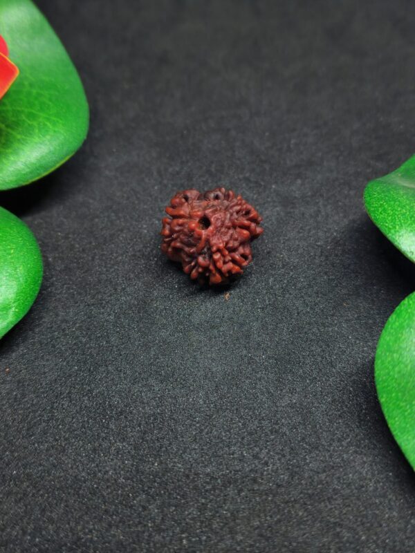 Rudraksha Nepali 3-Mukhi
