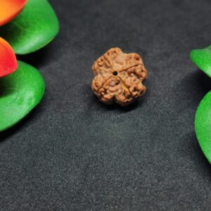 Rudraksha Nepali 4-Mukhi