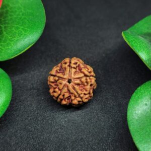 Rudraksha Nepali 5-Mukhi